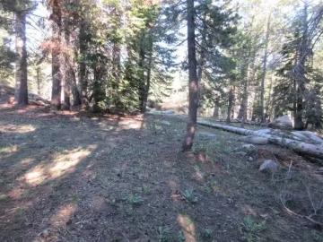 175 SILVERTIP RD, BEAR VALLEY, CA 95223