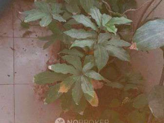 1 BHK Flat In Lig Township Pocharam. For Rent In Pocharam L