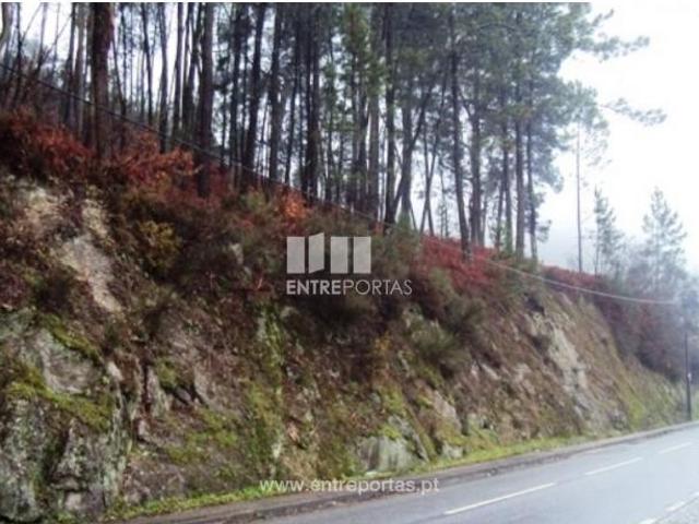 1 quarto, Amarante Amarante 105086512