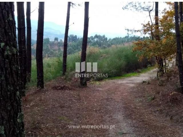 1 quarto, Amarante Amarante 105134481