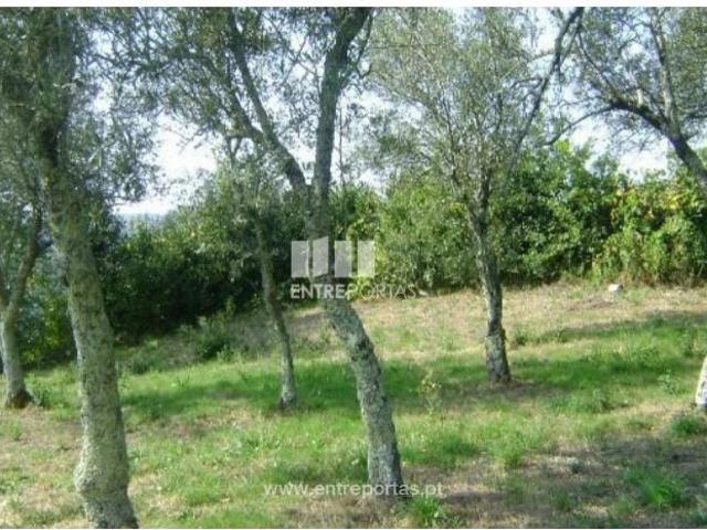 1 quarto, Baião Baião 104858839
