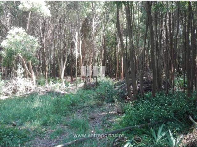 1 quarto, Caminha Caminha 104990374