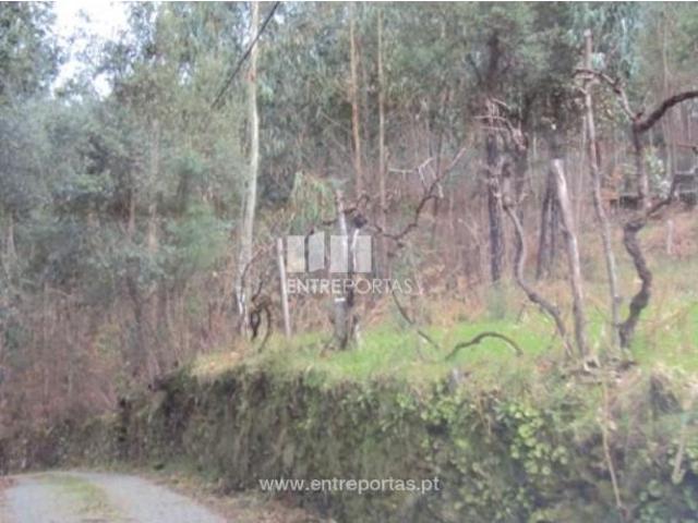 1 quarto, Cinfães Cinfães 105183881