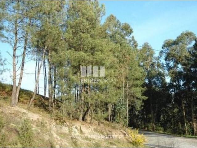 1 quarto, Marco de Canaveses Marco de Canaveses 105524847