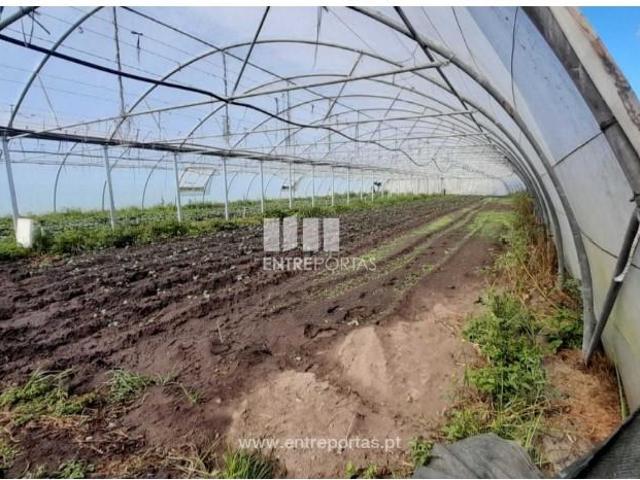 1 quarto, Póvoa de Varzim Póvoa de Varzim 105020693