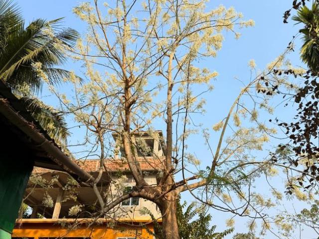 1 RK Independent House in Borbari for rent Guwahati. The reference number is 20733804