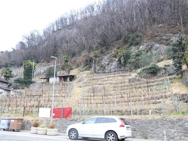 Rebberg