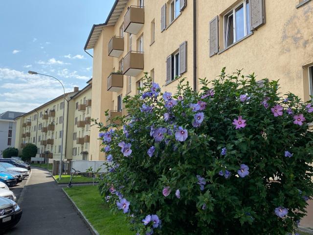 1.0 Zimmerwohnung in Schlieren befristet