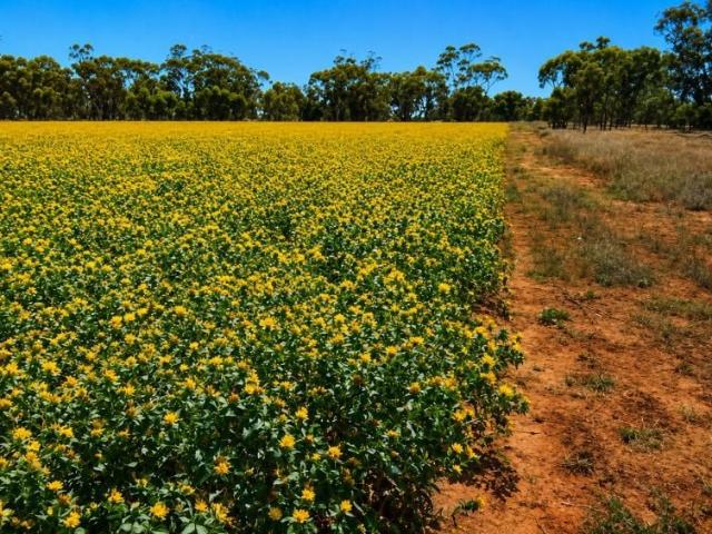 759 Acre Grazing & Mixed Farming Property with Strong Income Potential Nyngan District