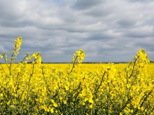 1,480ACRES* OF HIGH QUALITY CROPPING COUNTRY LEASE & OR CONTRACT FARMING AVAILABLE!
