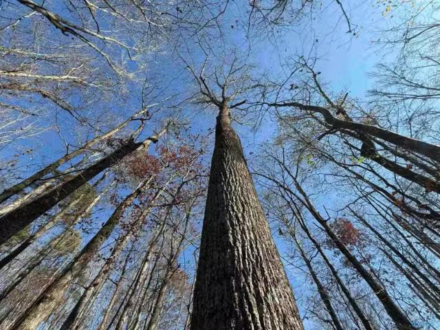 23 AC TABOR ROAD, GADSDEN, AL 35904