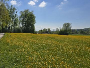 Nänikon, Uster, Bezirk Uster, Kanton Zürich
