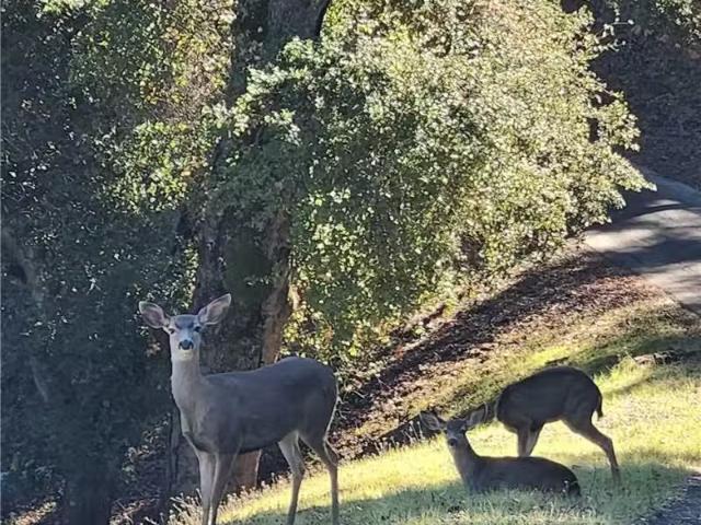 2155 SAN FERNANDO RD, ATASCADERO, CA 93422