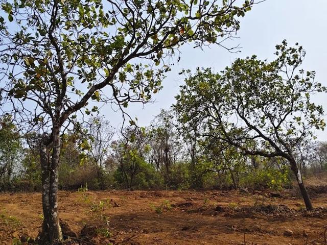 22182 Sq.Ft. Plot in Konkan Nagar Ratnagiri Listing ID: #10272