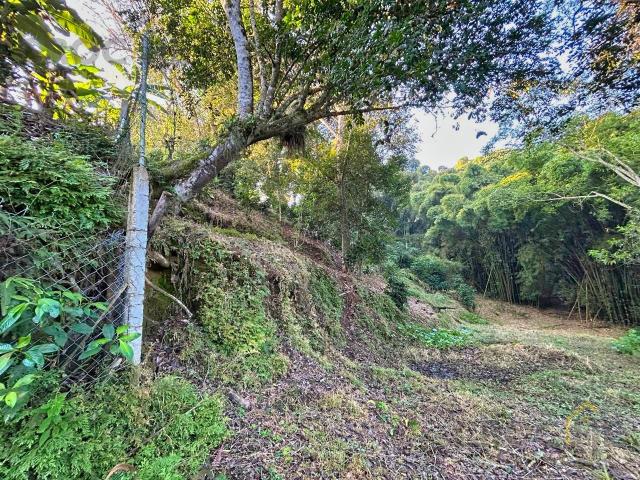 2298 m2 en venta Camino a chopantla Coatepec Veracruz