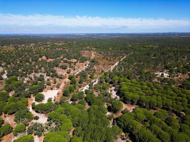 27,5 hectares de sobro e pinho na região de Santiago do Cacé. 11m² Abela