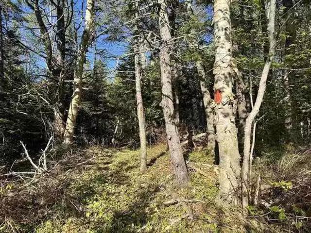 24 1 Forest Drive Extension, Pictou, NS, B0K 1H0 vacant land.