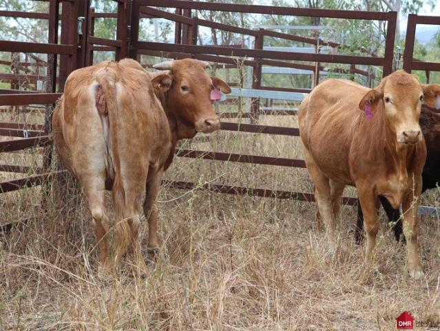 252.8 ACRES PERFECT FOR CATTLE & LIFESTYLE