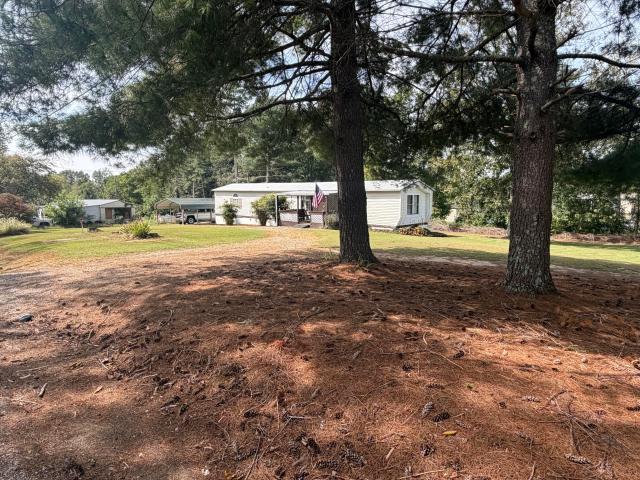 25 Willow Oak