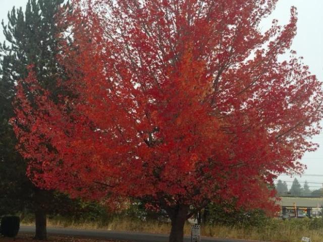 2 bedroom, Beaverton OR 97078 106166762