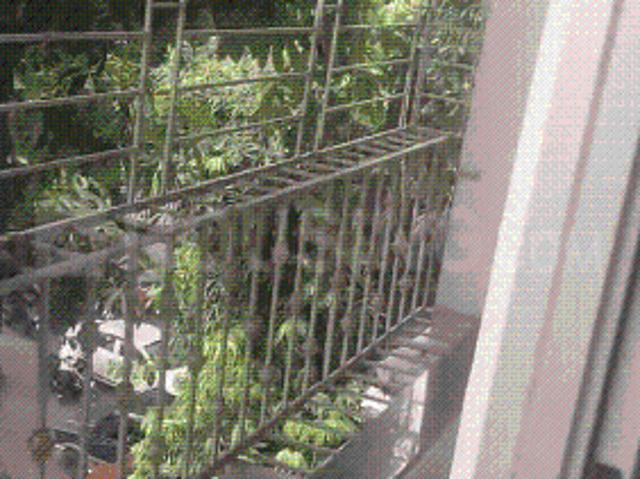2 BHK Apartment in Ballygunge for rent Kolkata. The reference number is 21171907