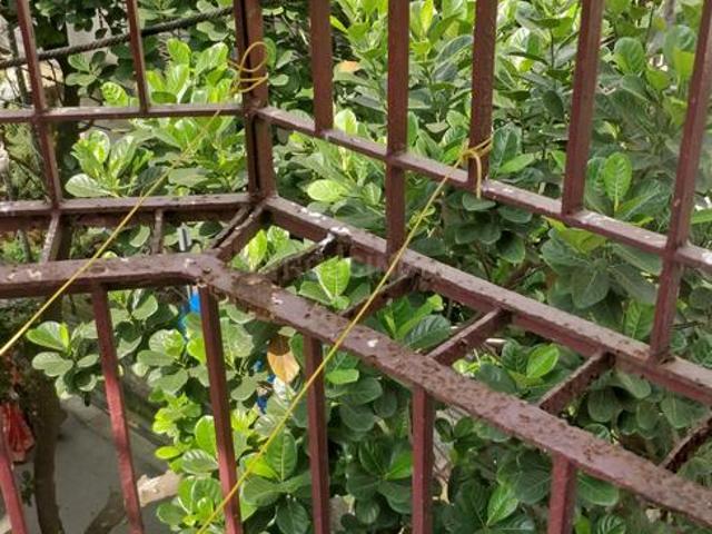 2 BHK Apartment in Ganguly Bagan for rent Kolkata. The reference number is 17548661