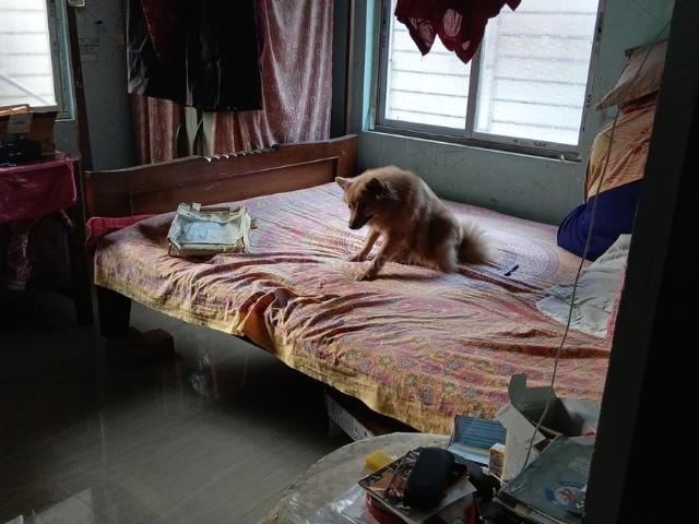 2 BHK Apartment in Haltu for resale Kolkata. The reference number is 19335452