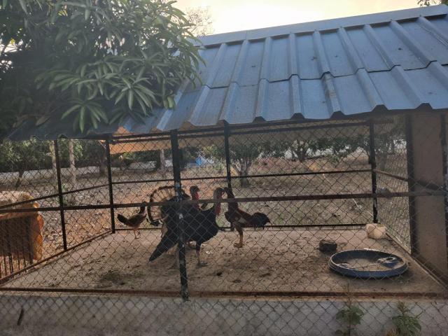 2 BHK Farm House in Mahabalipuram for resale Chennai. The reference number is 20446761