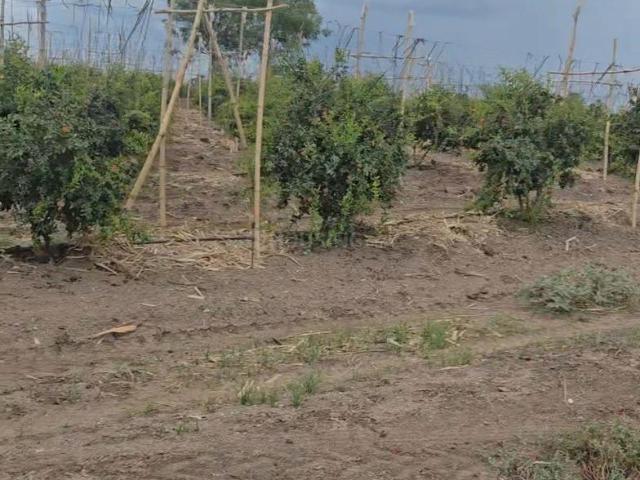2 BHK Farm House in Wadebolai for resale Pune. The reference number is 20549274