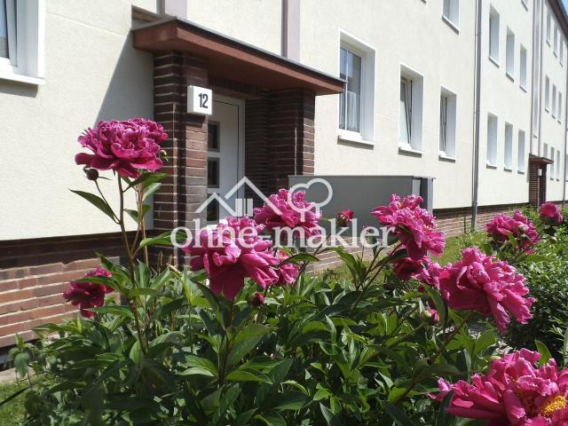 2 Raum Wohnung / Stadtfeld West / 65m²