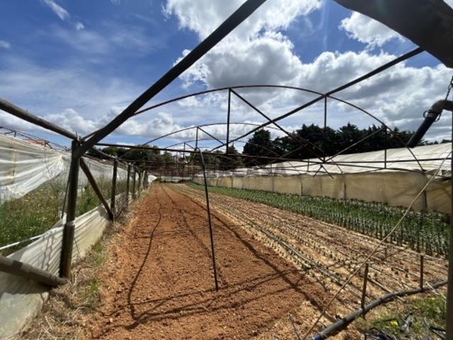 2 Terrenos com estufas Pardielas, Ferreira do Zêzere