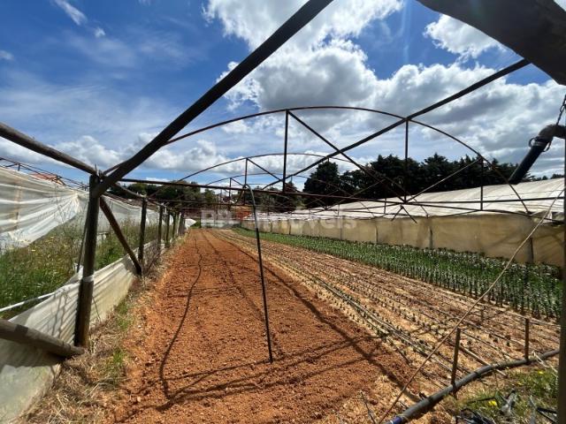 2 Terrenos com estufas Pardielas, Ferreira do Zêzere