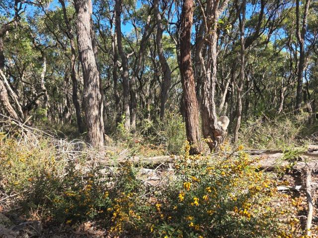 2.47 ACRE BUSH BLOCK OFF GRID OPPORTUNITY | MT BARKER