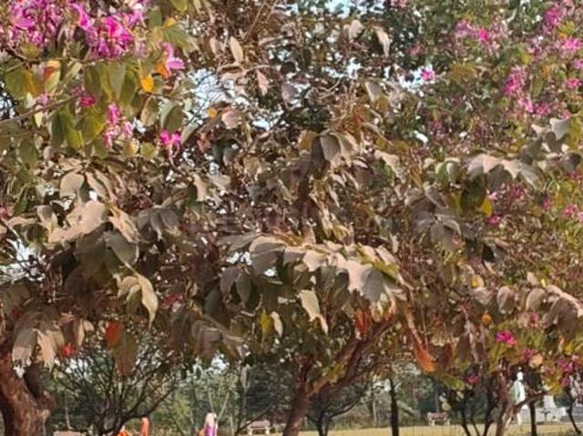 2.5 BHK Independent House in Dunda for resale Raipur. The reference number is 21381641