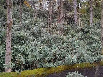 Stabio, Kreis Stabio, Bezirk Mendrisio, Tessin