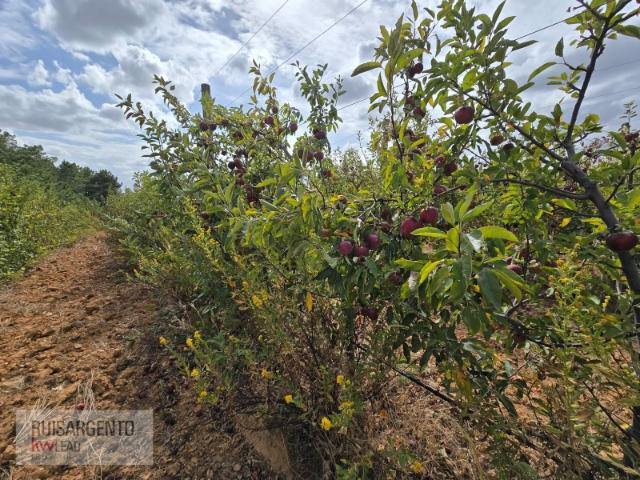3200 Macieiras para Rentabilidade em Vale de Prazeres, Monte leal, Lomba