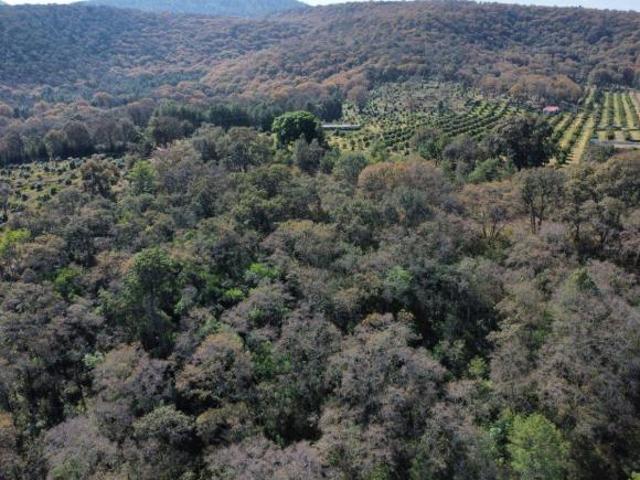 32 hectáreas escrituradas de bosque en las Trojes del Durazno muy cerca de Pátzcuaro