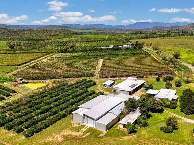 35.74HA, ESTABLISHED ORCHARD FARM, MUTCHILBA