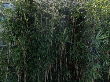 Olland, Meierijstad, Noord-Brabant