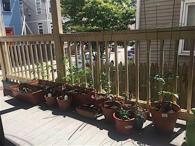 3 bedroom, Cambridge MA 02139 98397152