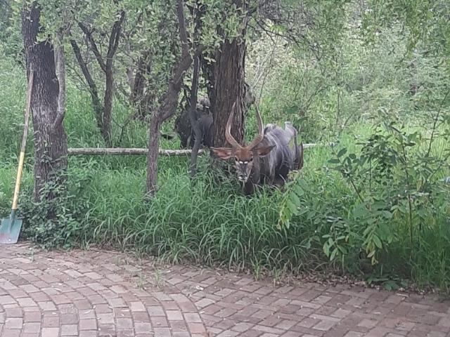3 Bedroom House For Sale in Vaalwater