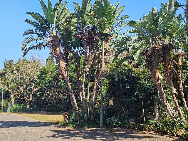 3 Bedroom House To Let in Zimbali Estate