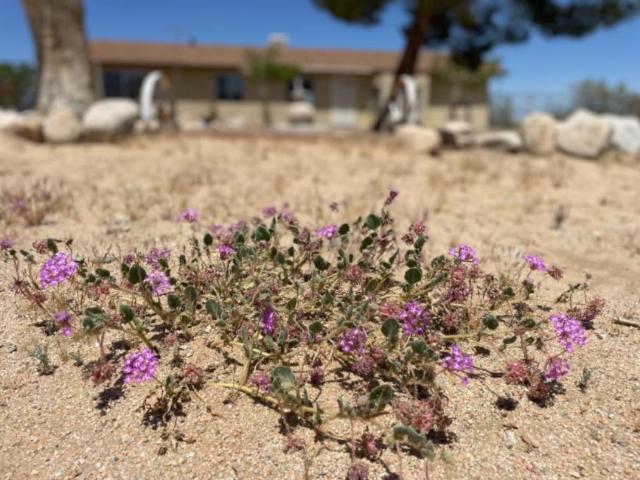 3 bedroom, Joshua Tree CA 92252 106218792