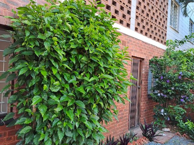 3 Bedroom Simplex To Let in Musgrave