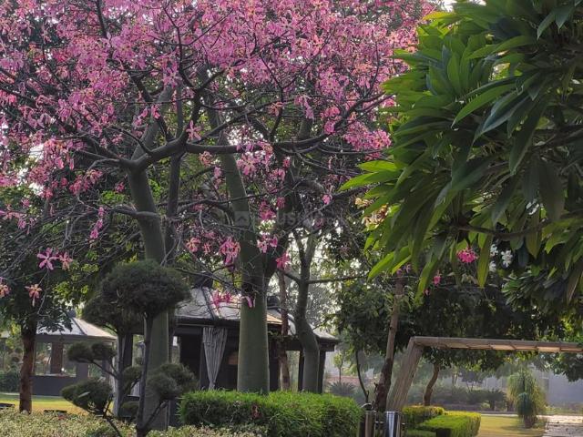 3 BHK Apartment in New Chandigarh for resale Chandigarh. The reference number is 20810598
