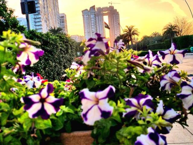 3 BHK Apartment in Sector 65 for rent Gurgaon. The reference number is 21085447