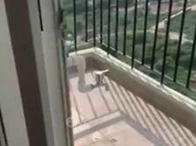 3 BHK Flat In Dream Vally 2 for Rent In Amrapali Dream Valley Phase 2 High Rise