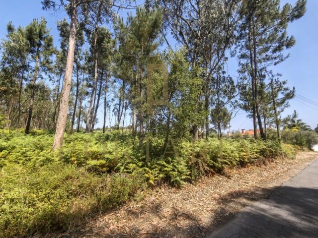 3 lotes para construção em Oliveira do Bairro