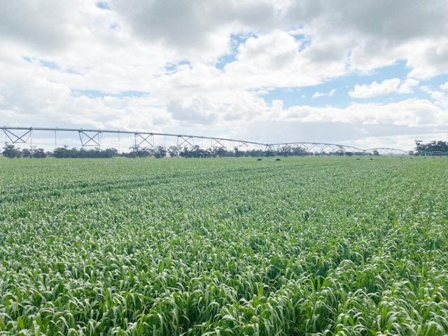 3 Lots For Lease By Tender