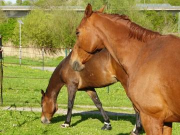 Eppingen, Kraichgau, Baden-Württemberg